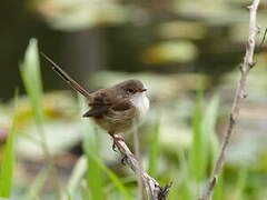 Red-backed Fairywren