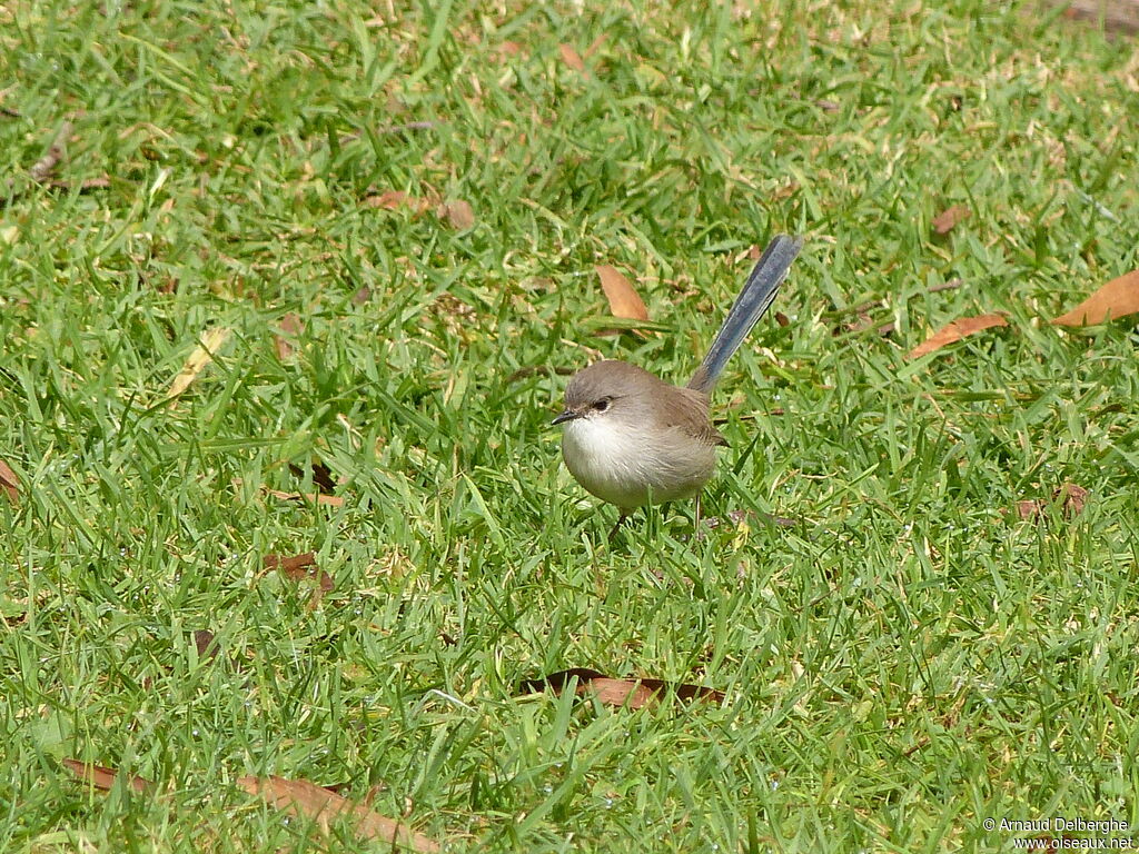 Variegated Fairywren