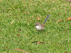 Variegated Fairywren