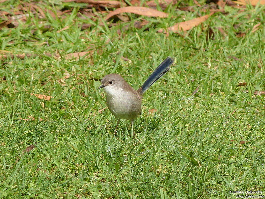 Variegated Fairywren