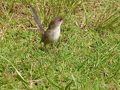 Superb Fairywren