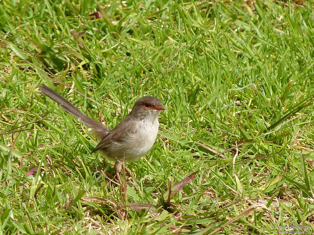 Superb Fairywren female