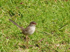 Superb Fairywren