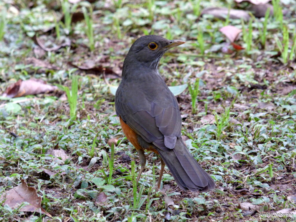 Rufous-bellied Thrush