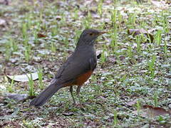 Rufous-bellied Thrush