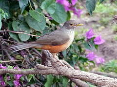 Rufous-bellied Thrush