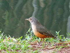 Rufous-bellied Thrush