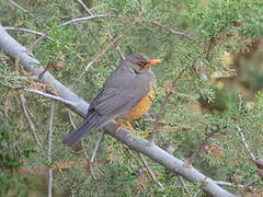 Abyssinian Thrush