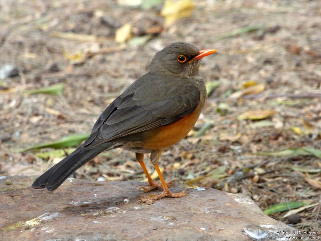 Abyssinian Thrush