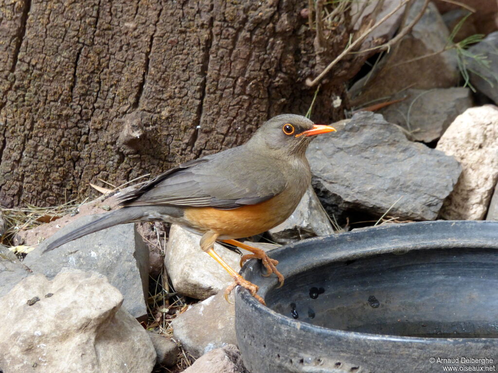 Abyssinian Thrush