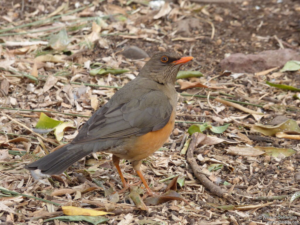 Abyssinian Thrush