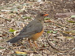 Abyssinian Thrush