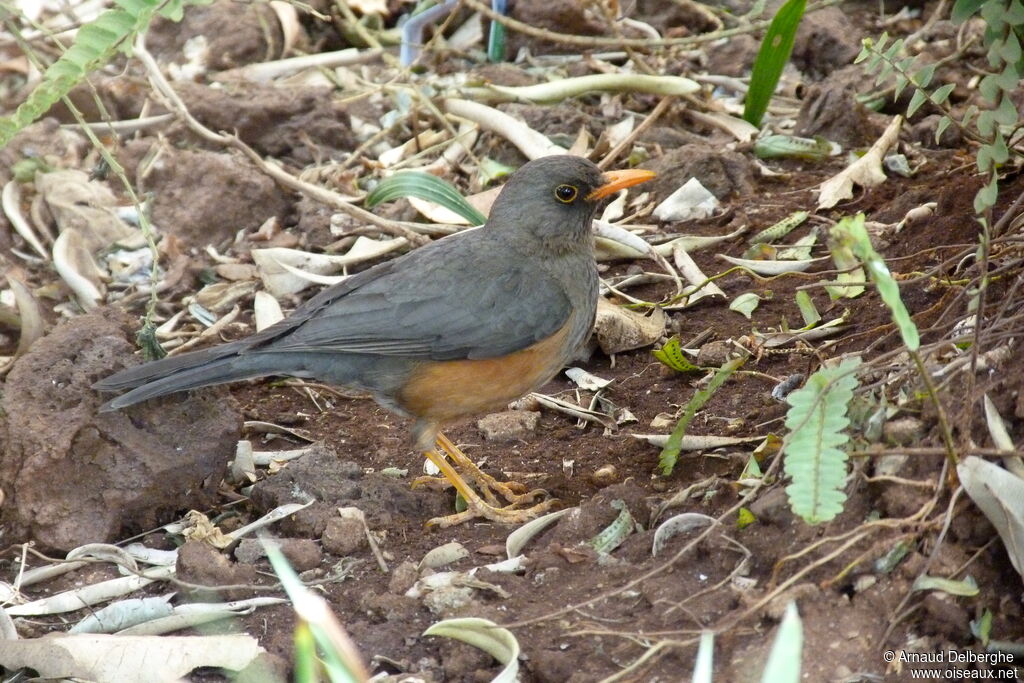 Abyssinian Thrush