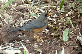 Abyssinian Thrush