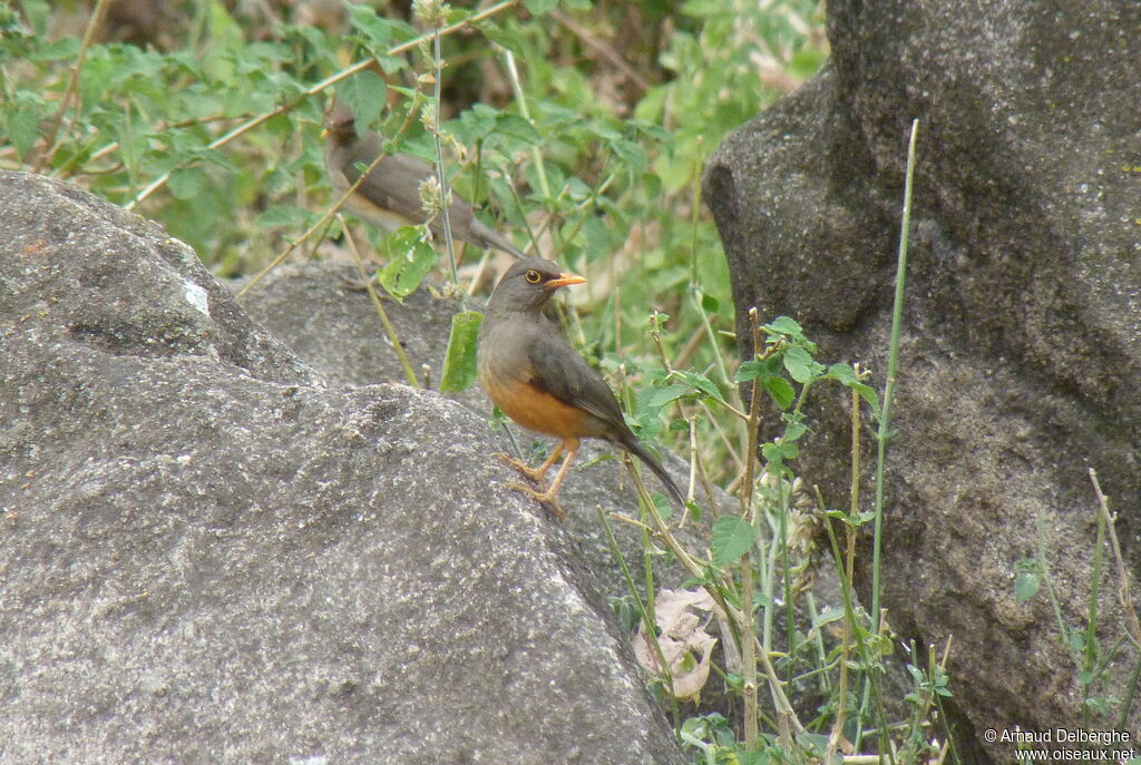 Abyssinian Thrush