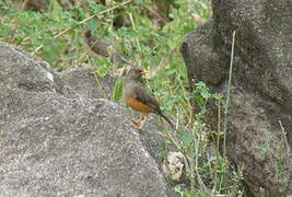 Abyssinian Thrush