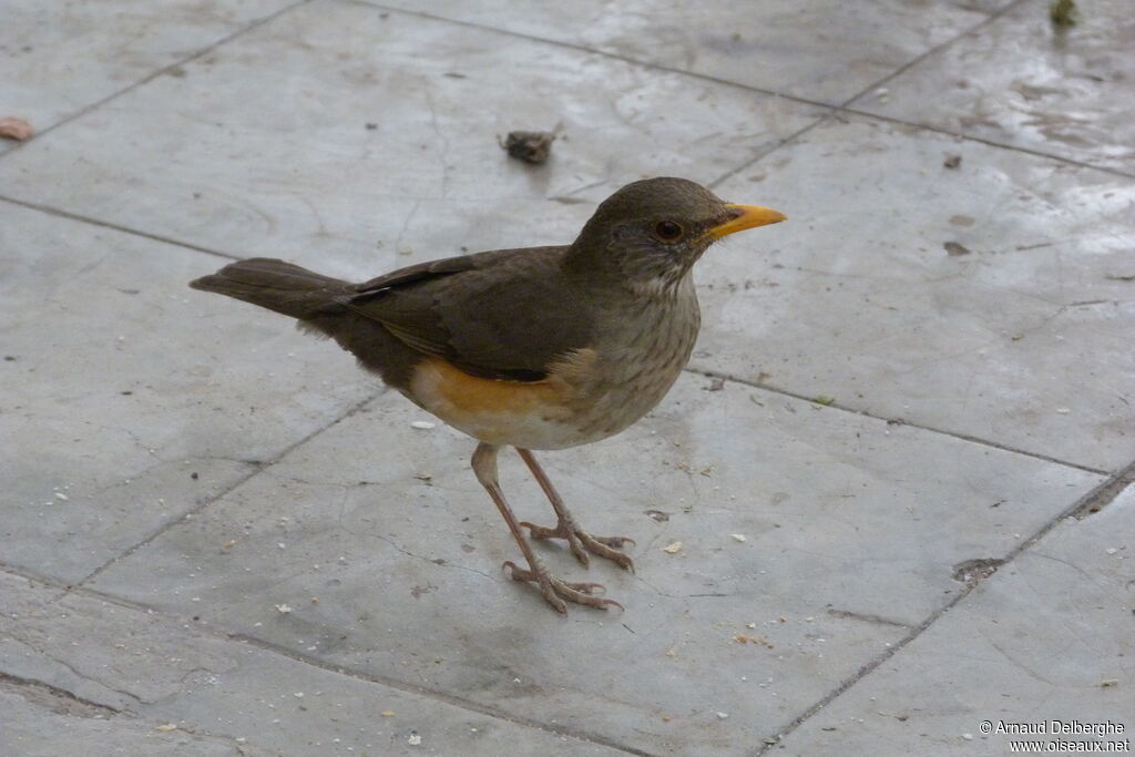 African Thrush