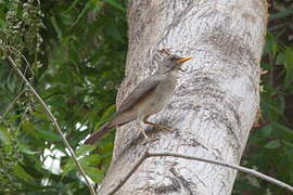 African Thrush