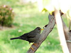 Chiguanco Thrush