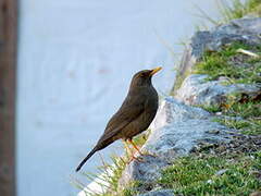 Chiguanco Thrush