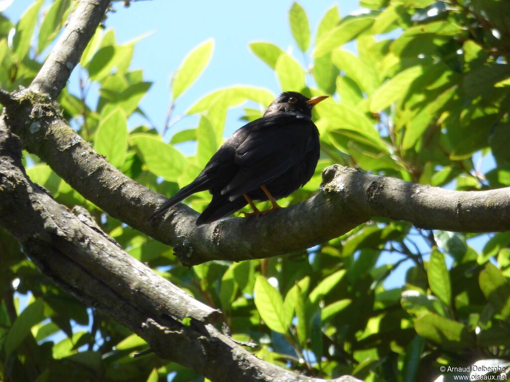 Black Thrush