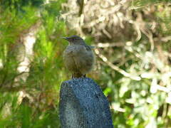 Clay-colored Thrush