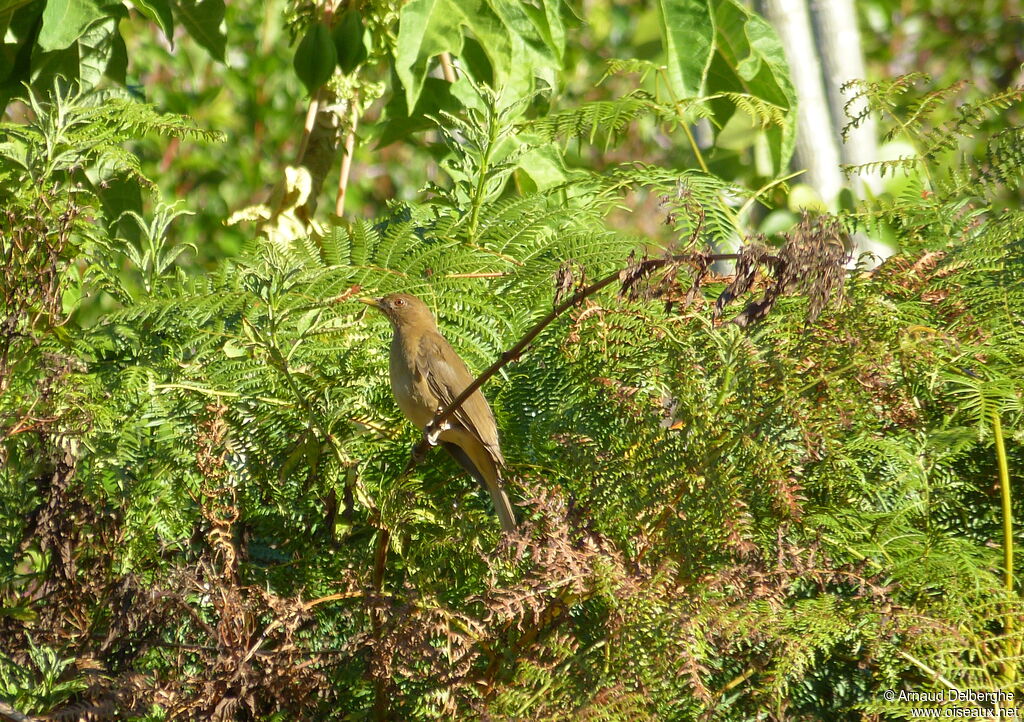 Clay-colored Thrush