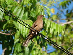 Clay-colored Thrush