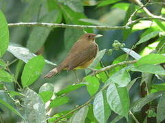 Clay-colored Thrush