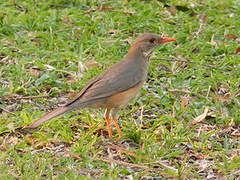 Kurrichane Thrush