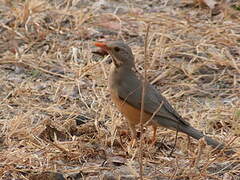 Kurrichane Thrush