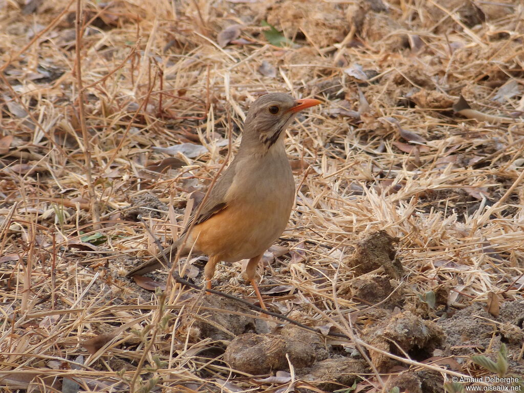 Kurrichane Thrush