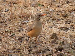 Kurrichane Thrush