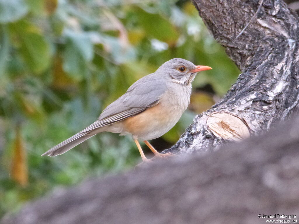 Kurrichane Thrush