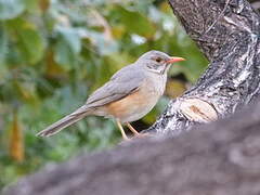 Kurrichane Thrush