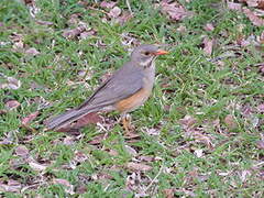 Kurrichane Thrush