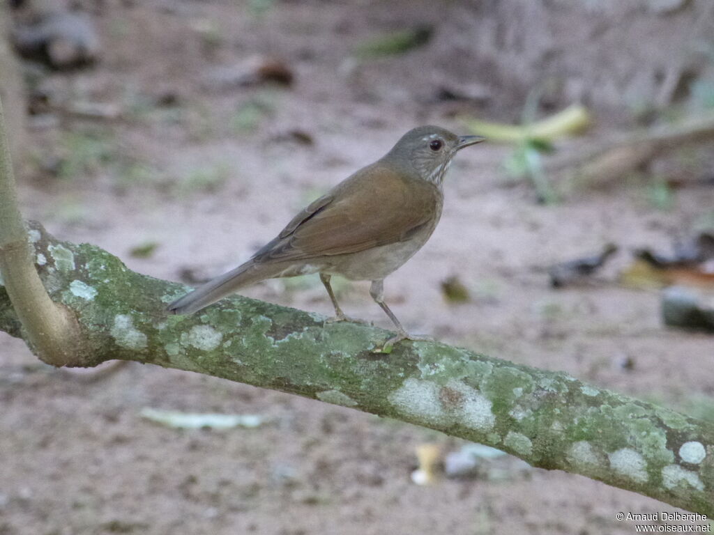 Pale-breasted Thrush