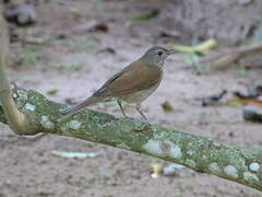 Pale-breasted Thrush