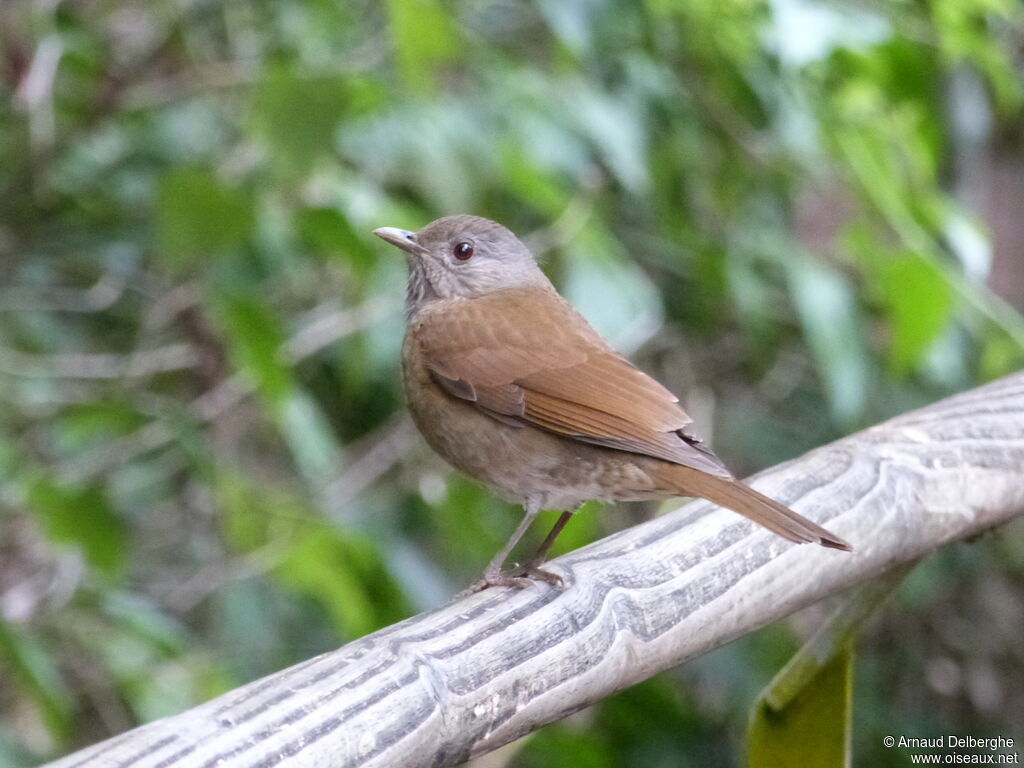 Pale-breasted Thrush