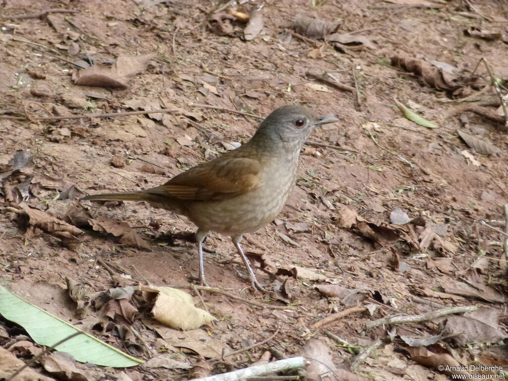 Pale-breasted Thrush