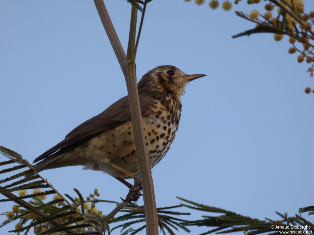 Groundscraper Thrush