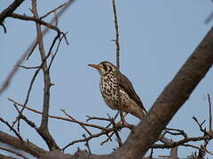 Groundscraper Thrush