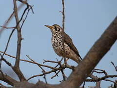 Groundscraper Thrush