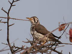 Groundscraper Thrush