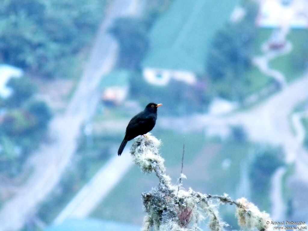 Glossy-black Thrush