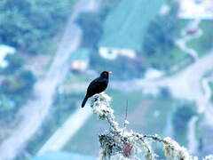 Glossy-black Thrush