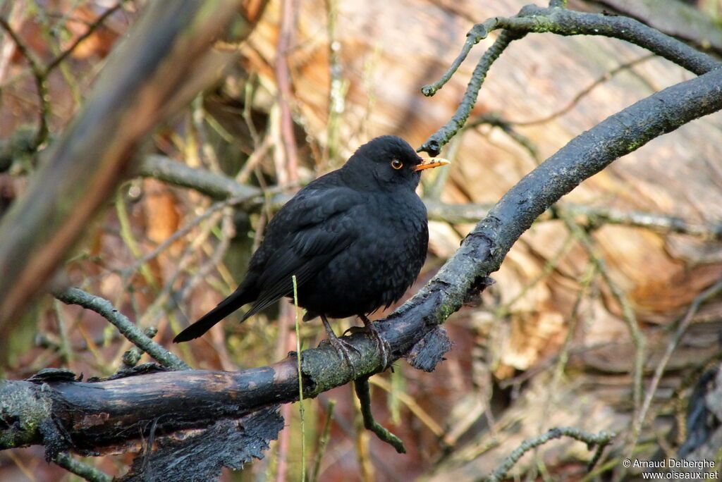 Common Blackbird