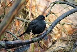 Common Blackbird