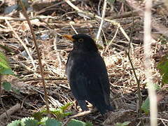 Common Blackbird