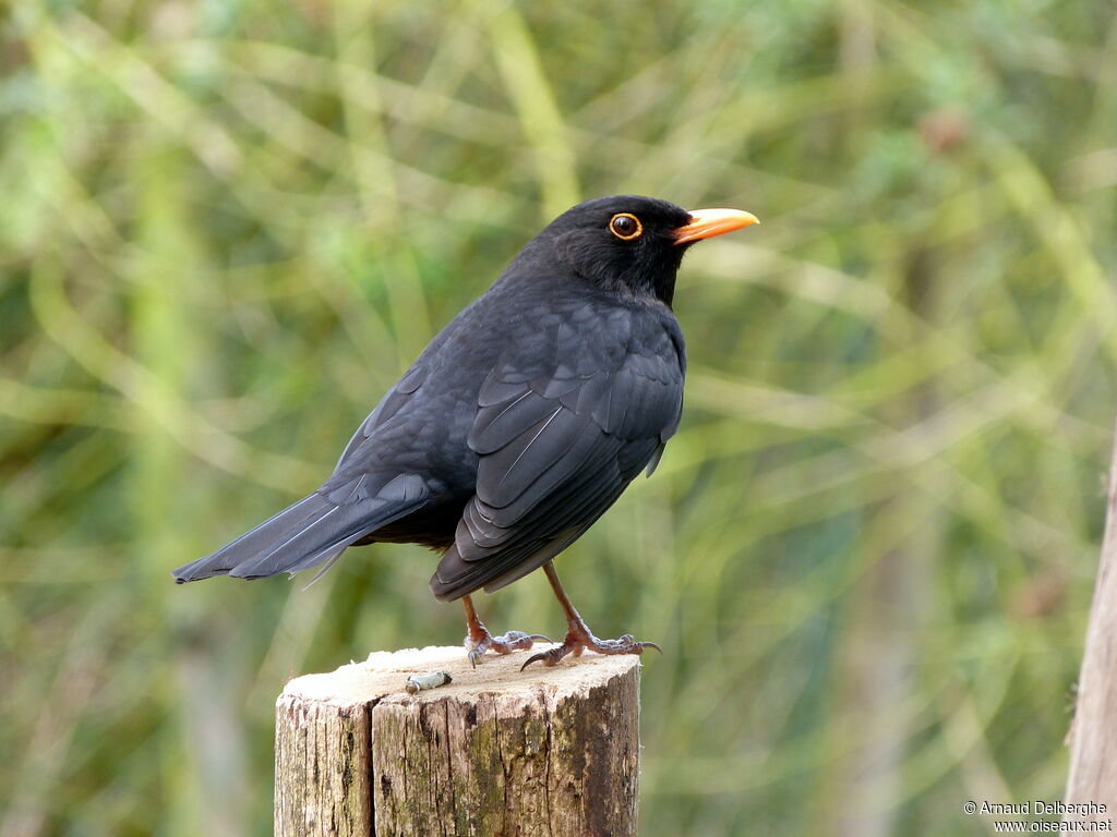 Common Blackbird